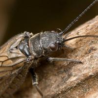 Alder Fly 